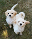 Magnifique bébé Maltipoo crème