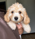Magnifique bébé Maltipoo crème
