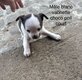 Chihuahuas -2 chiots de disponible
