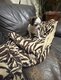 Chiot chihuahua mâle