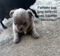 Chihuahuas -4 chiots de disponible