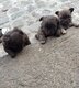 Chihuahuas -3 chiots de disponible
