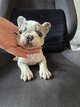 Magnifiques Chiots Bouledogues Français Femelles