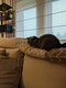 British Shorthair à donner