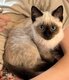 Chaton Siamois