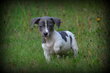 Chiots Jack Russell bleu/blanc