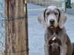 Chiots dogue  allemand blauw