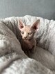 Chatons sphynx à vendre