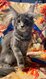 Maine coon