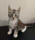 Deux magnifiques chatons sont disponibles à la...