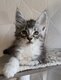 Deux magnifiques chatons sont disponibles à la...