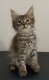 Deux magnifiques chatons sont disponibles à la...