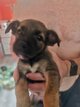 Chiot