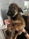 Chiot