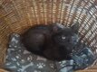 Reste un chaton noir