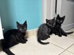 Chatons à donner
