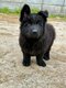 Chiots berger allemand noir
