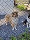 Chiots Berger Ecossais à vendre