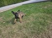 Vendre très beaux chiots berger malinois