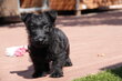 Magnifiques chiot Scottish Terrier (Scottish...