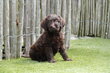 Magnifiques chiots Labradoodle Choco Medium, avec...