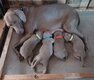 Chiots