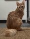 Gentille chatte à donner (pas d autres chattes )