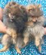 Spitz nain/Pomeranien à vendre (Losh)