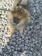 Spitz nain/Pomeranien à vendre (Losh)