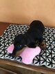 Chiot Femelle Teckel