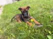 Chiots Malinois