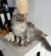Selkirk rex longhair male