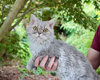 Selkirk rex longhair male