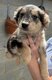 Superbes chiots croisés Golden Retriever