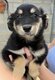 Superbes chiots croisés Golden Retriever
