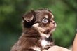 Chiot poil long pedigree FCI