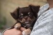 Chiot poil long pedigree FCI