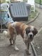 Saint bernard à donner