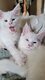 Chatons Maine Coon blancs