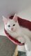 Chatons Maine Coon blancs