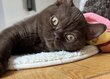 British Shorthair chocolat