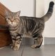 Femelle British Shorthair 6 mois
