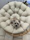 A donner petite chienne de 4 ans