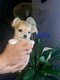 Chihuahua poils longs pure race