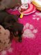 Chiots mâle teckel standard