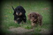 Chiots Teckel poil dur