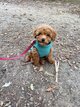 Chiot caniche toy