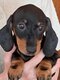 Chiot teckel femelle