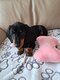 Chiot teckel femelle