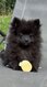 Magnifique petit bébé mâle Spitz nain
